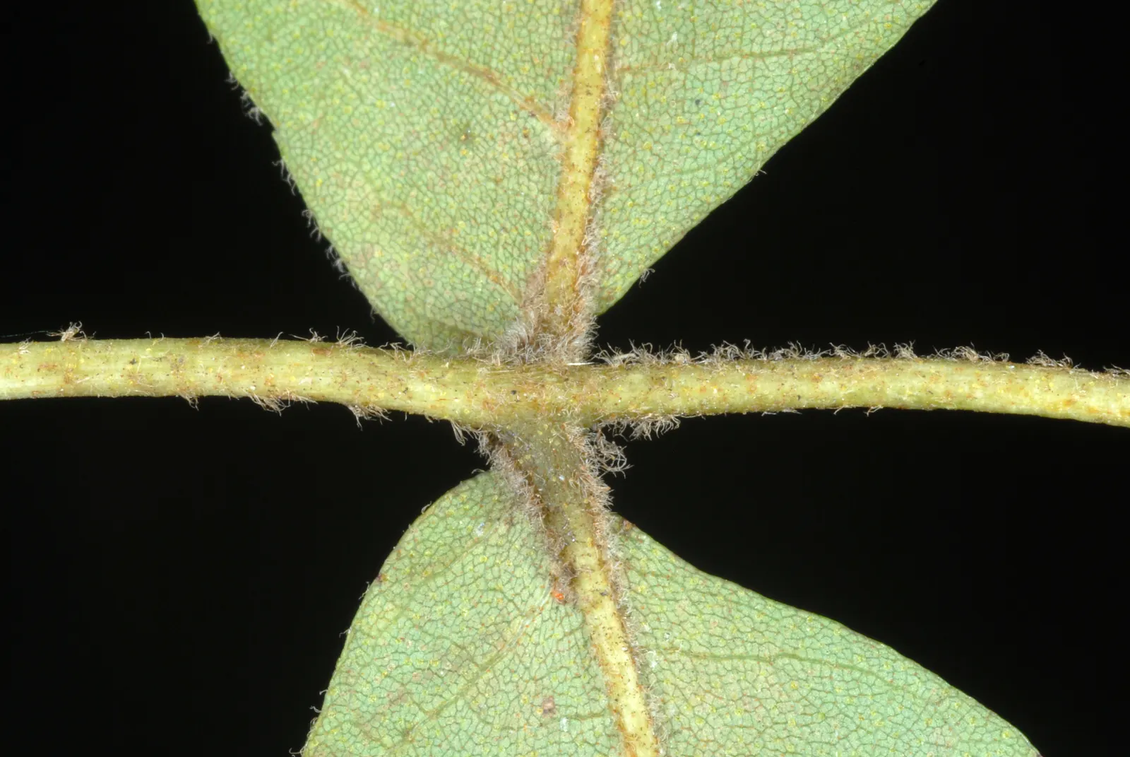 Sand Hickory (Carya Pallida) — With a mature height of 65-100 feet and a spread of 35-50 feet