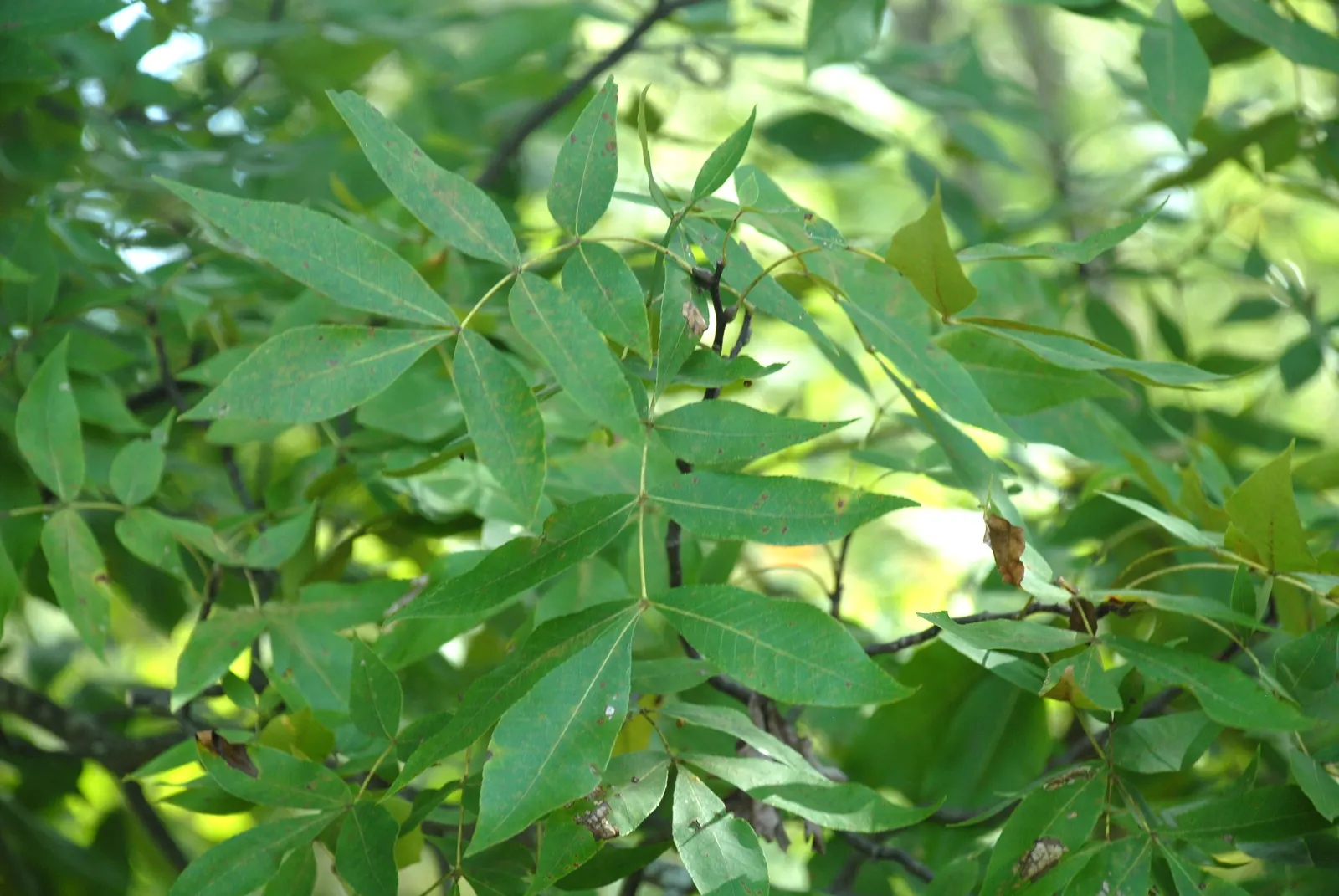 Sand Hickory (Carya Pallida) — The Sand Hickory typically reaches a height of 30 to 60 feet with a spread of 20 to 35 feet at maturity