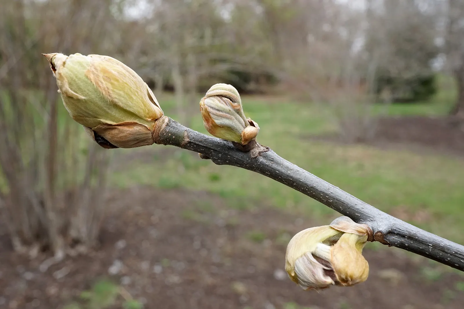 Sand Hickory (Carya Pallida) — Suited for zones 6-9, it's an excellent choice for naturalistic designs and attracts a variety of wildlife