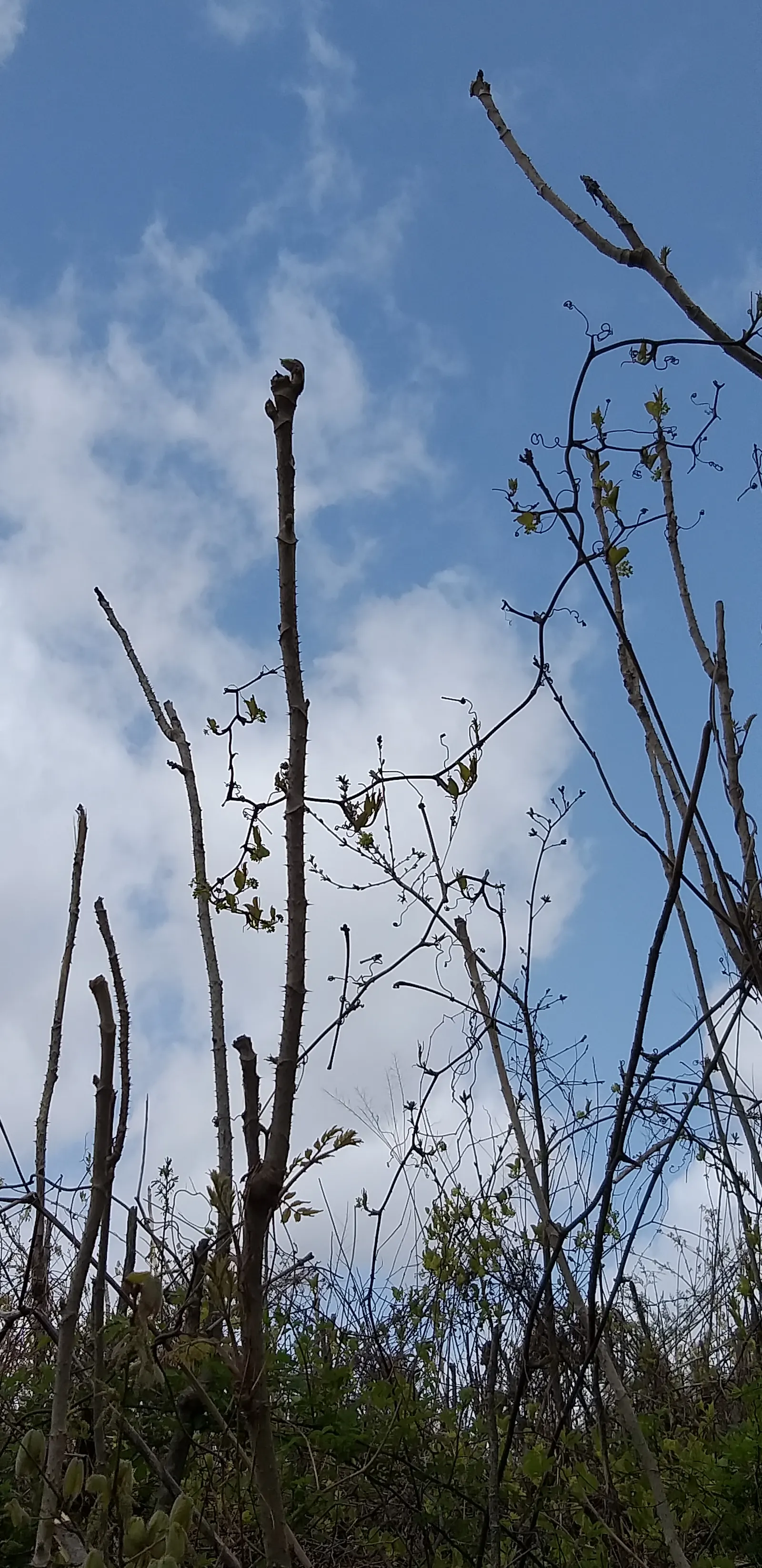 Japanese Angelica-Tree (Aralia Elata) — Providing regular watering to establish a strong root system is beneficial