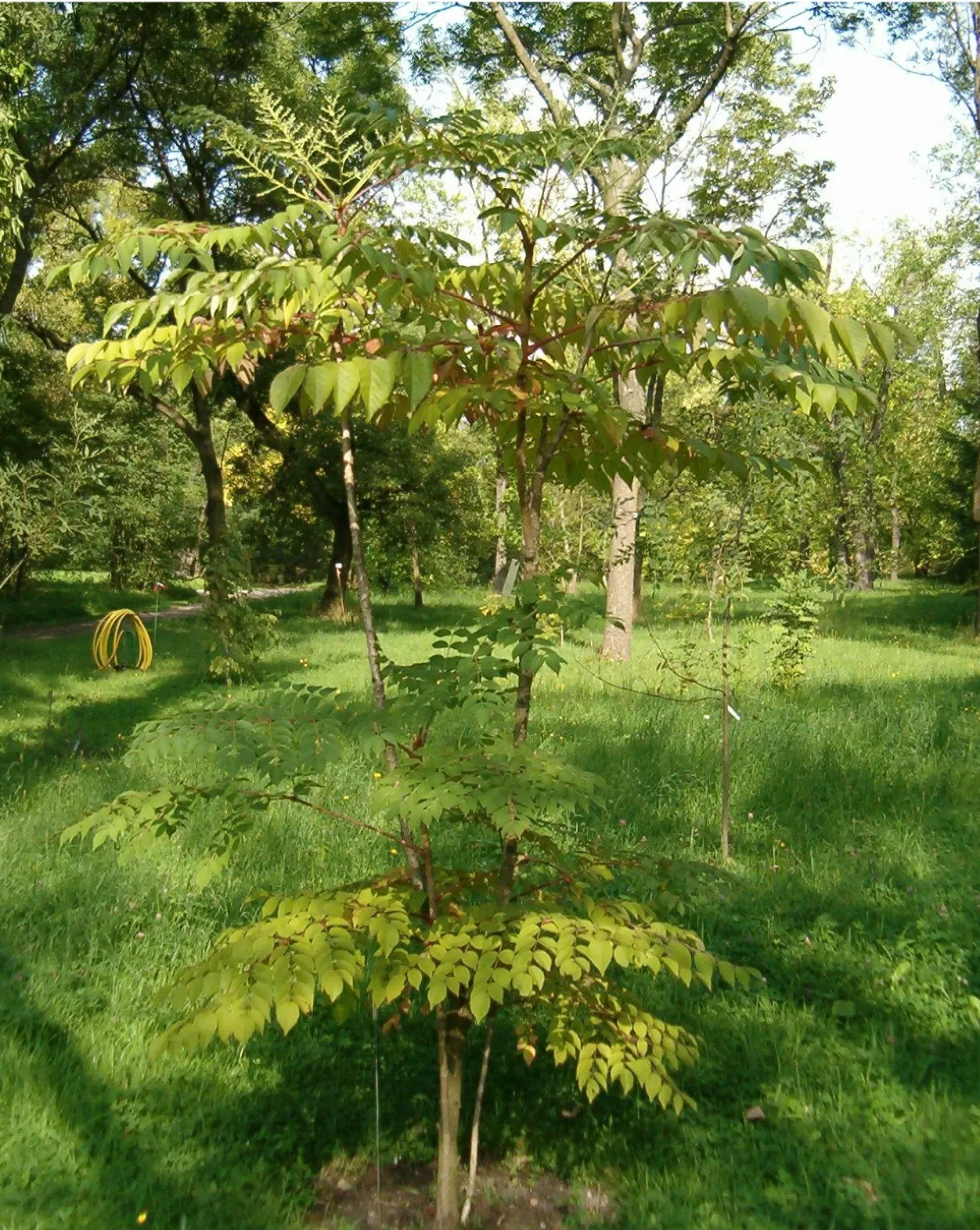 Japanese Angelica-Tree (Aralia Elata) — Aralia elata produces large panicles of tiny creamy-white flowers