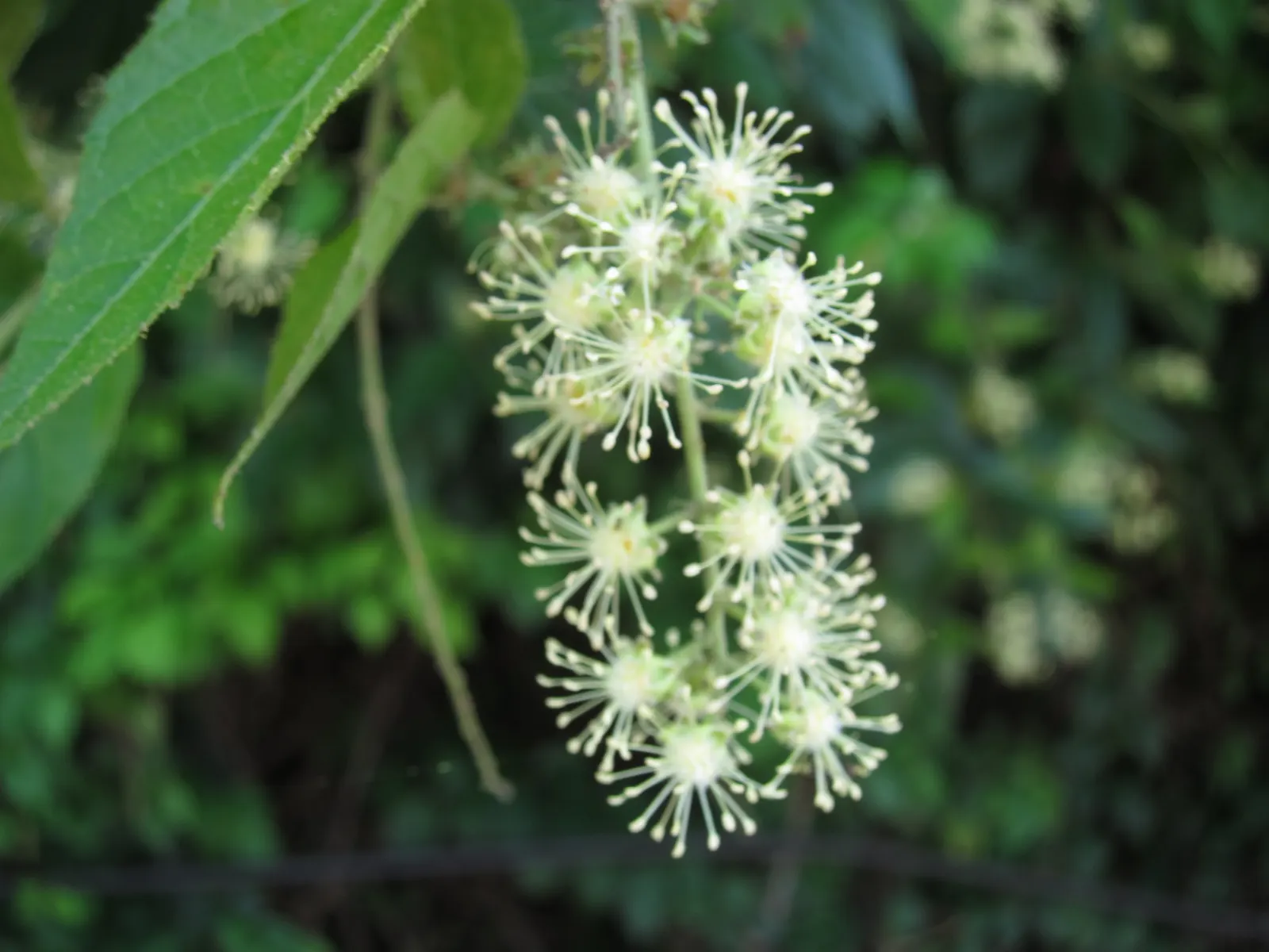 Japanese Angelica-Tree (Aralia Elata) — However, its spiny stems and potential invasiveness should be considered in landscape planning
