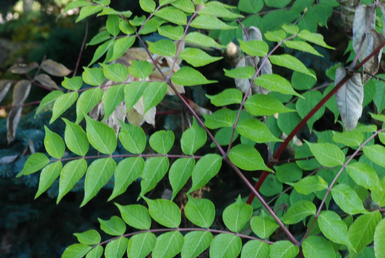Japanese Angelica-Tree (Aralia Elata) — These majestic blooms add a dramatic vertical element to any planned garden.<br> <br>During winter