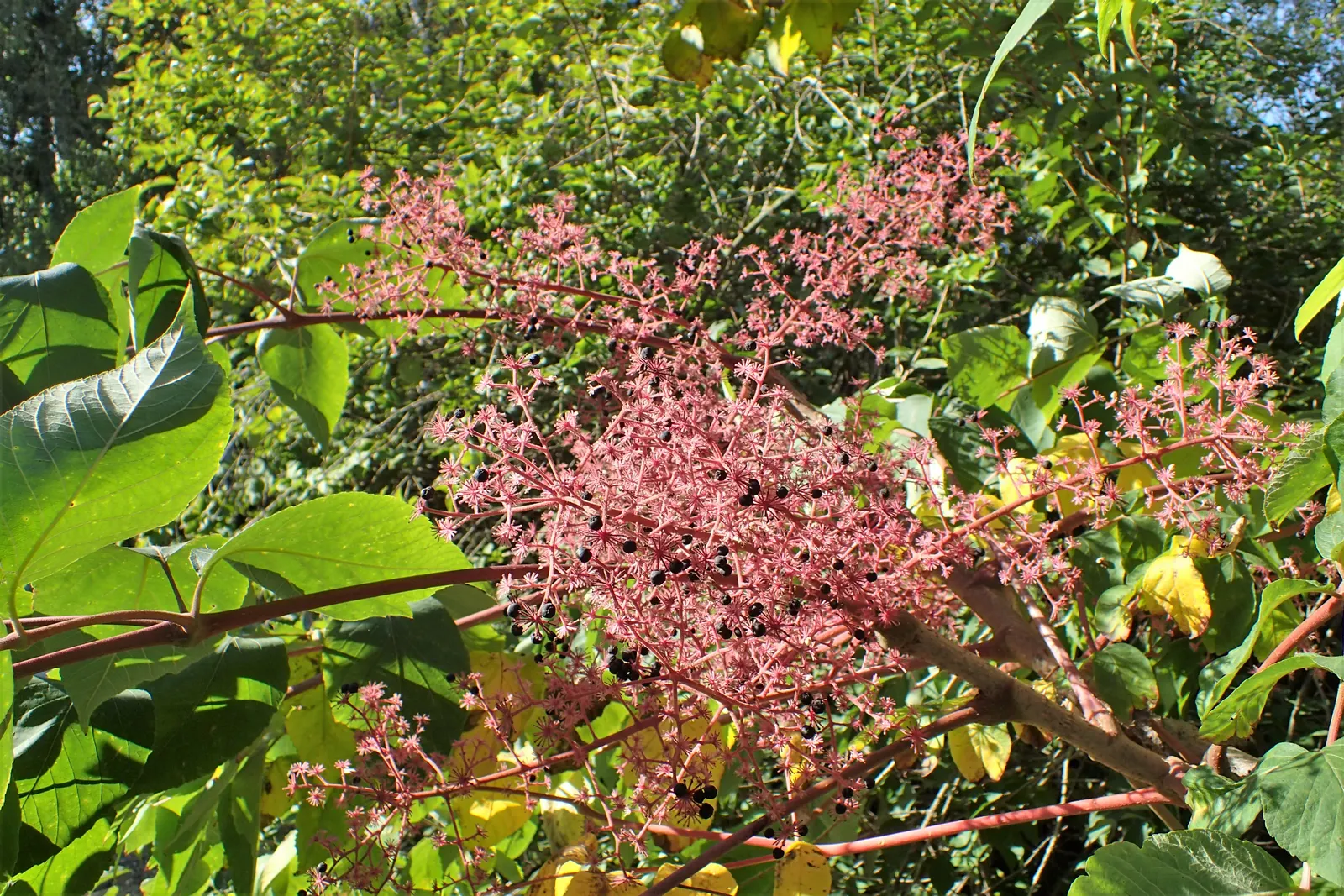 Japanese Angelica-Tree (Aralia Elata) — after which this tree becomes relatively drought-tolerant