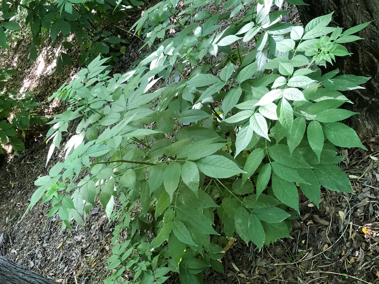 Japanese Angelica-Tree (Aralia Elata) — shrub / tree with white blooms