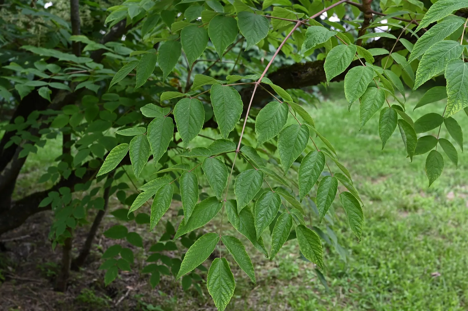 Japanese Angelica-Tree (Aralia Elata) — white flowers in the garden