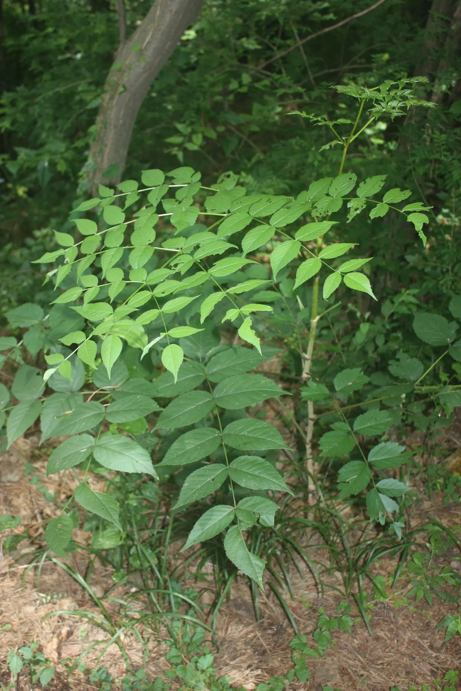 Japanese Angelica-Tree (Aralia Elata) — Zones 4-7 are ideal for growth