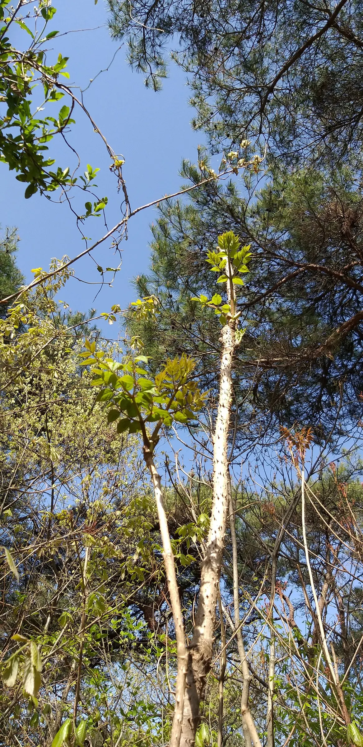 Japanese Angelica-Tree (Aralia Elata) — which are highly favored by pollinators such as bees and butterflies