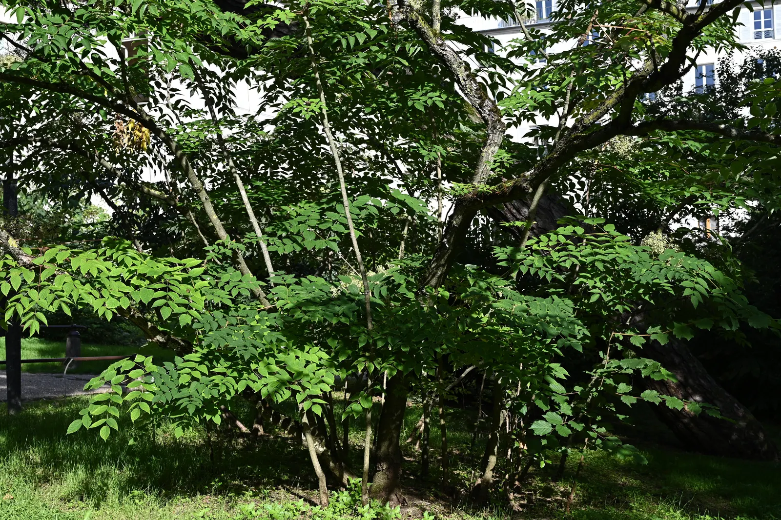 Japanese Angelica-Tree (Aralia Elata) — It typically reaches heights of 15 to 30 feet with a spread of 12 to 18 feet