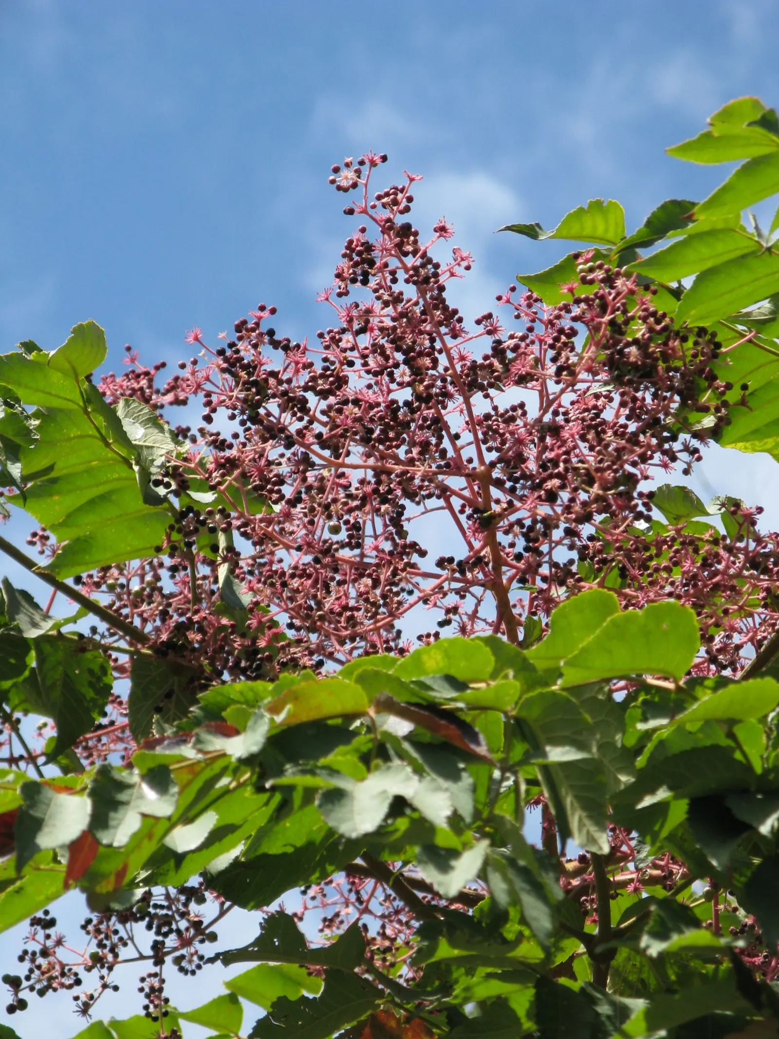 Japanese Angelica-Tree (Aralia Elata) — can offer food for various bird species