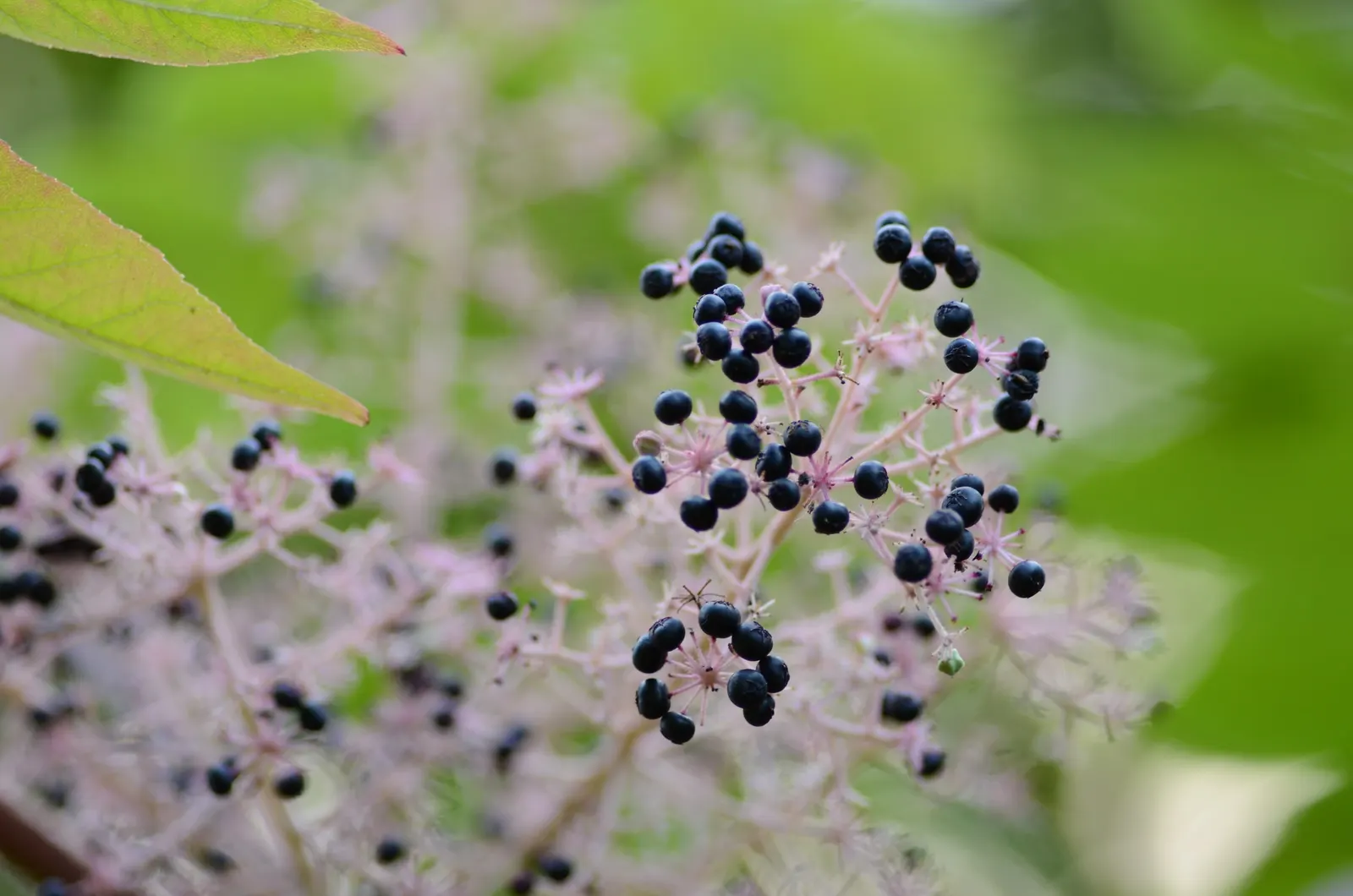 Japanese Angelica-Tree (Aralia Elata) — fertile soil with a pH ranging from slightly acidic to neutral