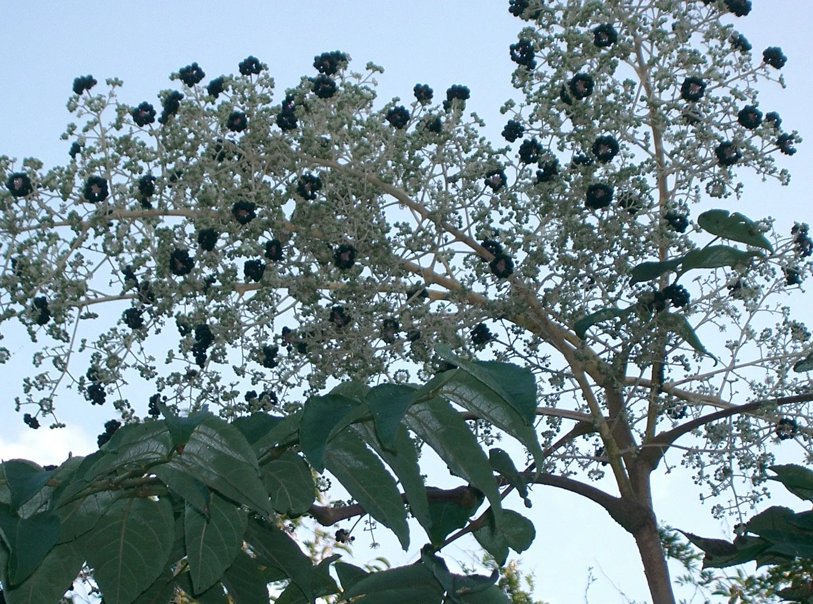 Japanese Angelica-Tree (Aralia Elata) — scientifically known as Aralia elata