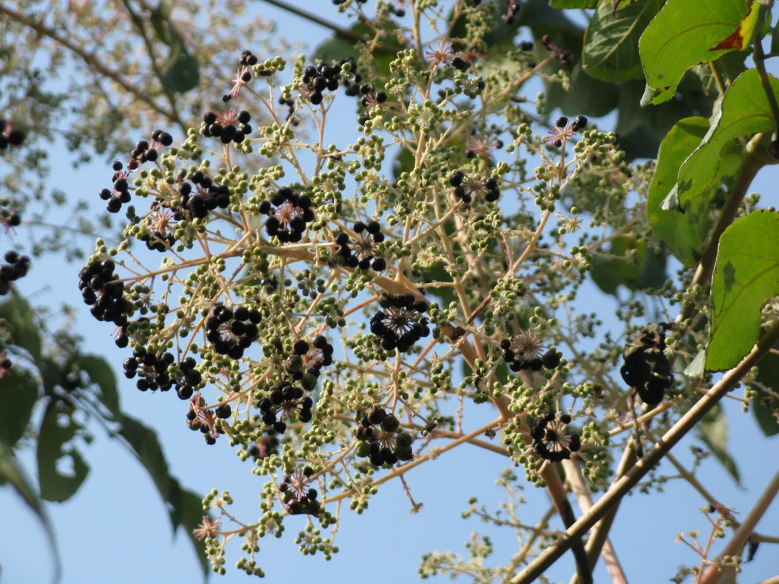Japanese Angelica-Tree (Aralia Elata) — is a striking deciduous shrub or small tree that can lend an exotic flair to any landscape design