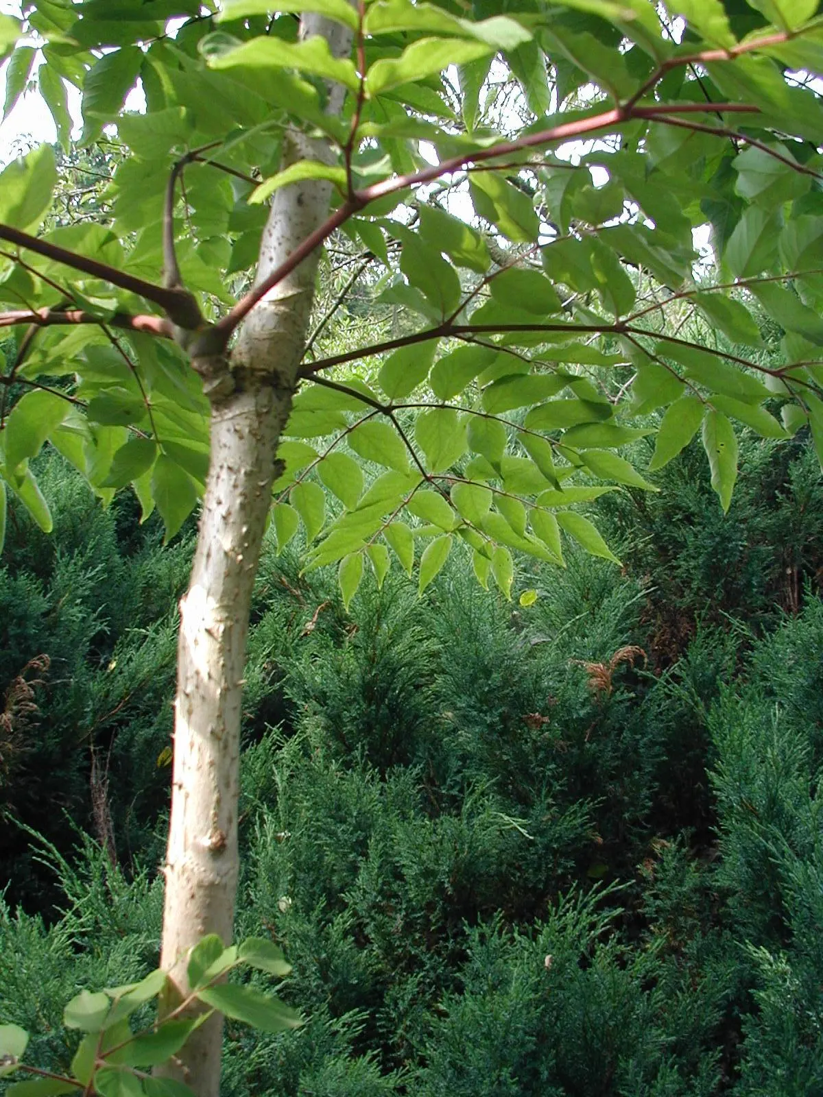 Japanese Angelica-Tree (Aralia Elata) — approximately 1 to 2 feet in length