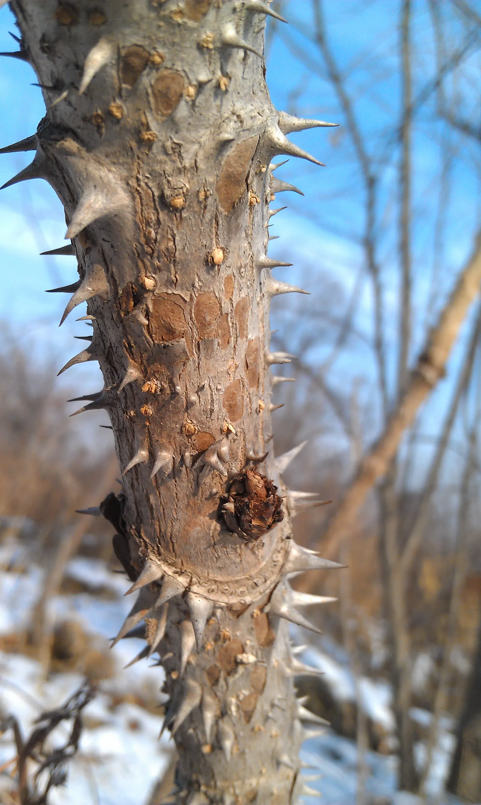 Japanese Angelica-Tree (Aralia Elata) — though it is noteworthy that the seeds have a tendency to be invasive in some areas