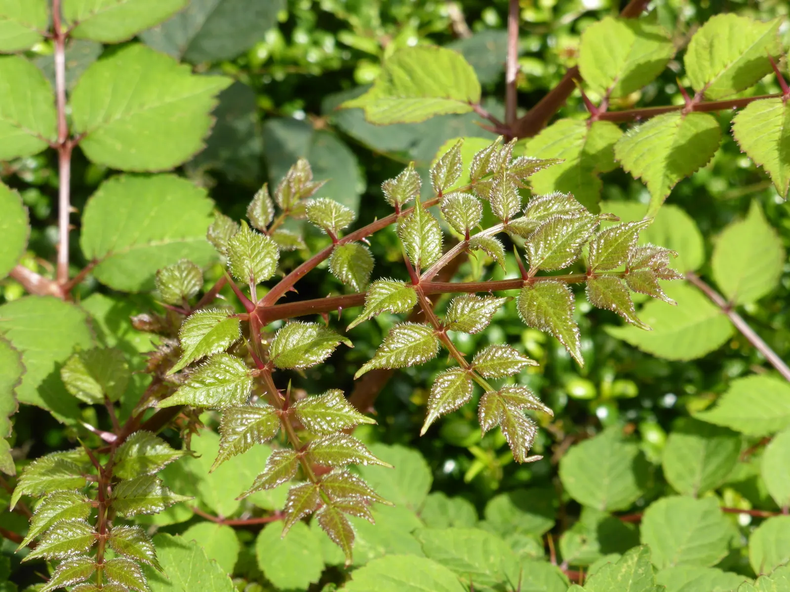 Japanese Angelica-Tree (Aralia Elata) — creamy-white inflorescences that blossom late summer