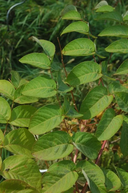Japanese Angelica-Tree (Aralia Elata) — Pruning is necessary to control its growth and to maintain a desirable shape