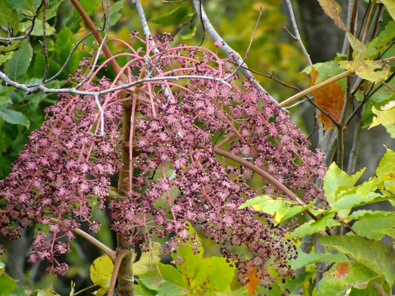Japanese Angelica-Tree (Aralia Elata) — It thrives in full sun to partial shade, though more sunlight encourages optimal flowering and fruiting