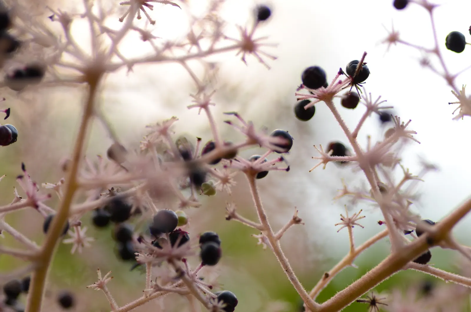 Japanese Angelica-Tree (Aralia Elata) — This tree has a rapid growth rate and can provide a striking vertical element in large gardens