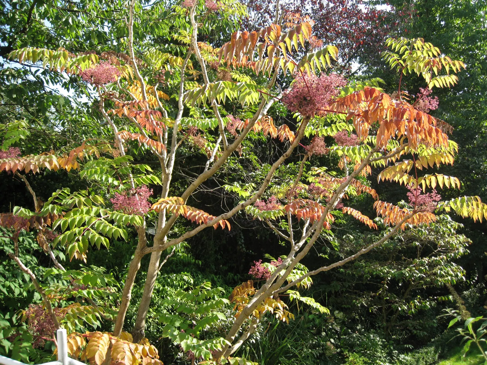 Japanese Angelica-Tree (Aralia Elata) — The Japanese Angelica-tree (Aralia elata) is a tall, deciduous shrub reaching heights of 20-40 feet