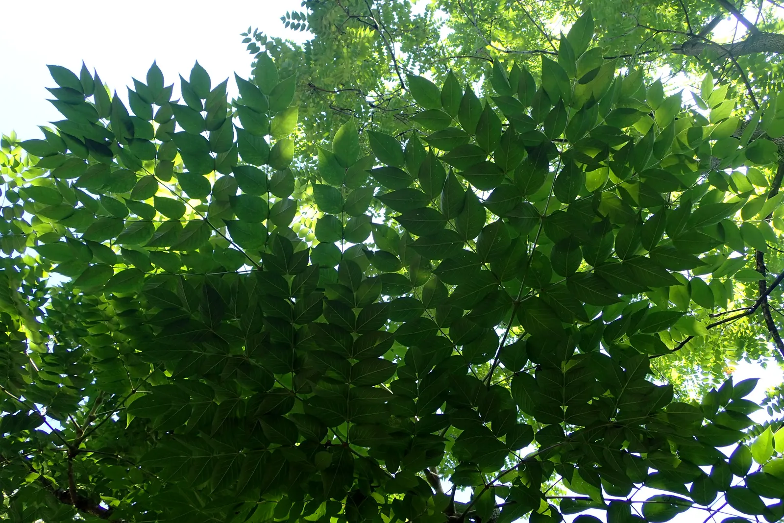 Japanese Angelica-Tree (Aralia Elata) — shrub / tree for full or half