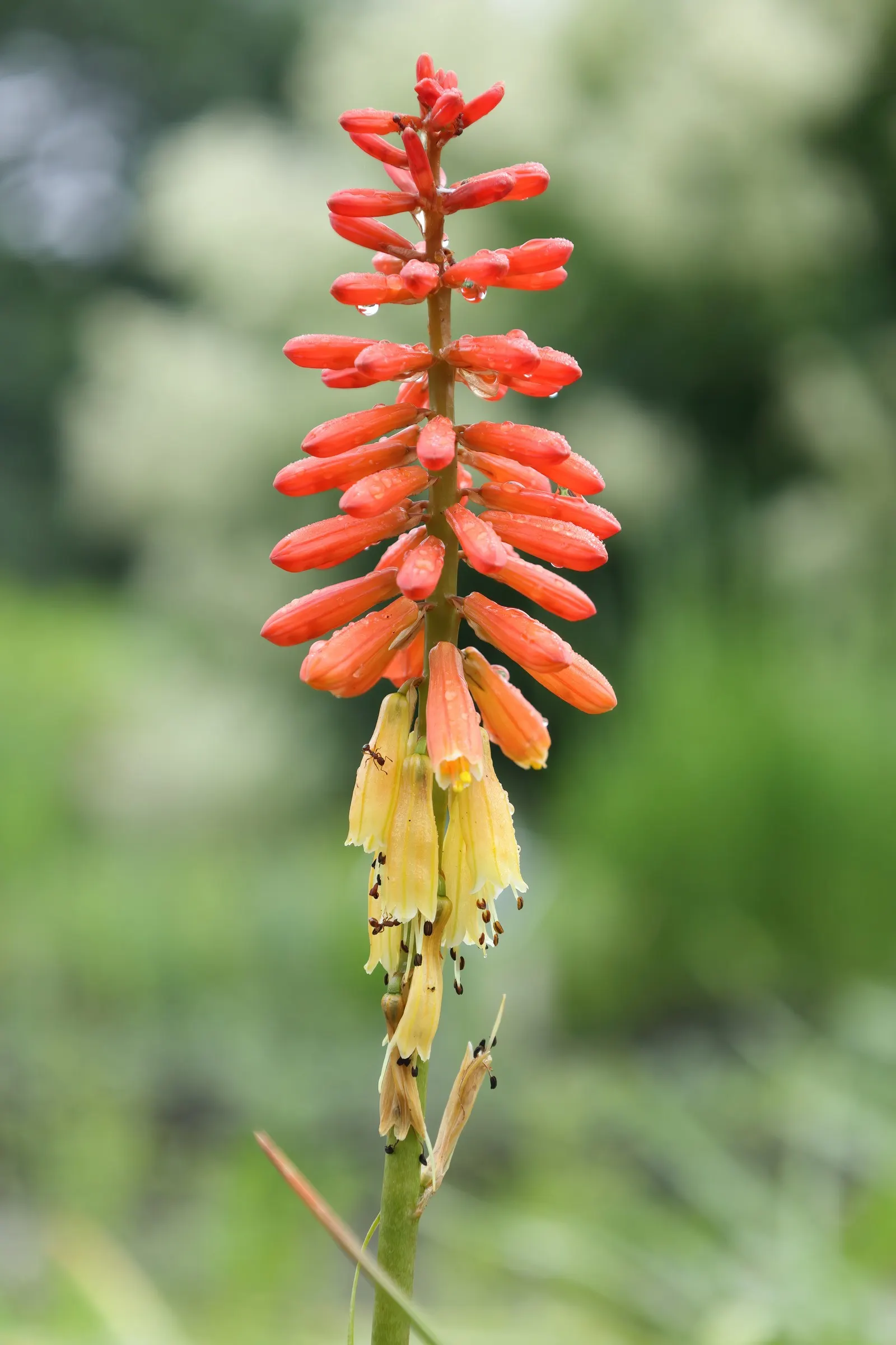 Flamenco Red Hot Poker (Kniphofia Uvaria 'Flamenco') — Flamenco Red Hot Poker (Kniphofia uvaria 'Flamenco') dazzles with fiery spikes