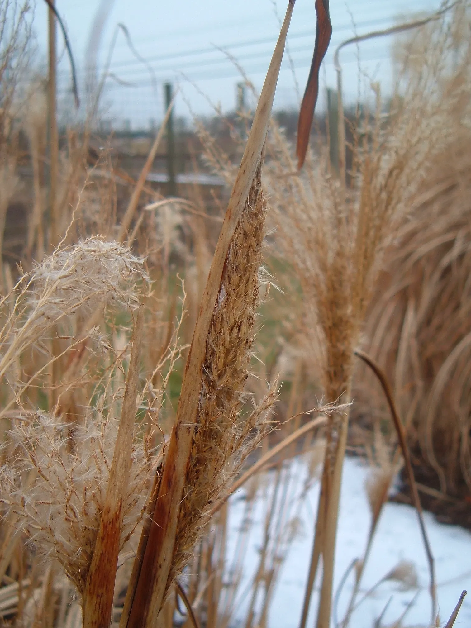 Silver Arrow Miscanthus (Miscanthus Sinensis 'Silberfeder') — is a striking ornamental grass standing up to 7 feet tall and 4 feet wide