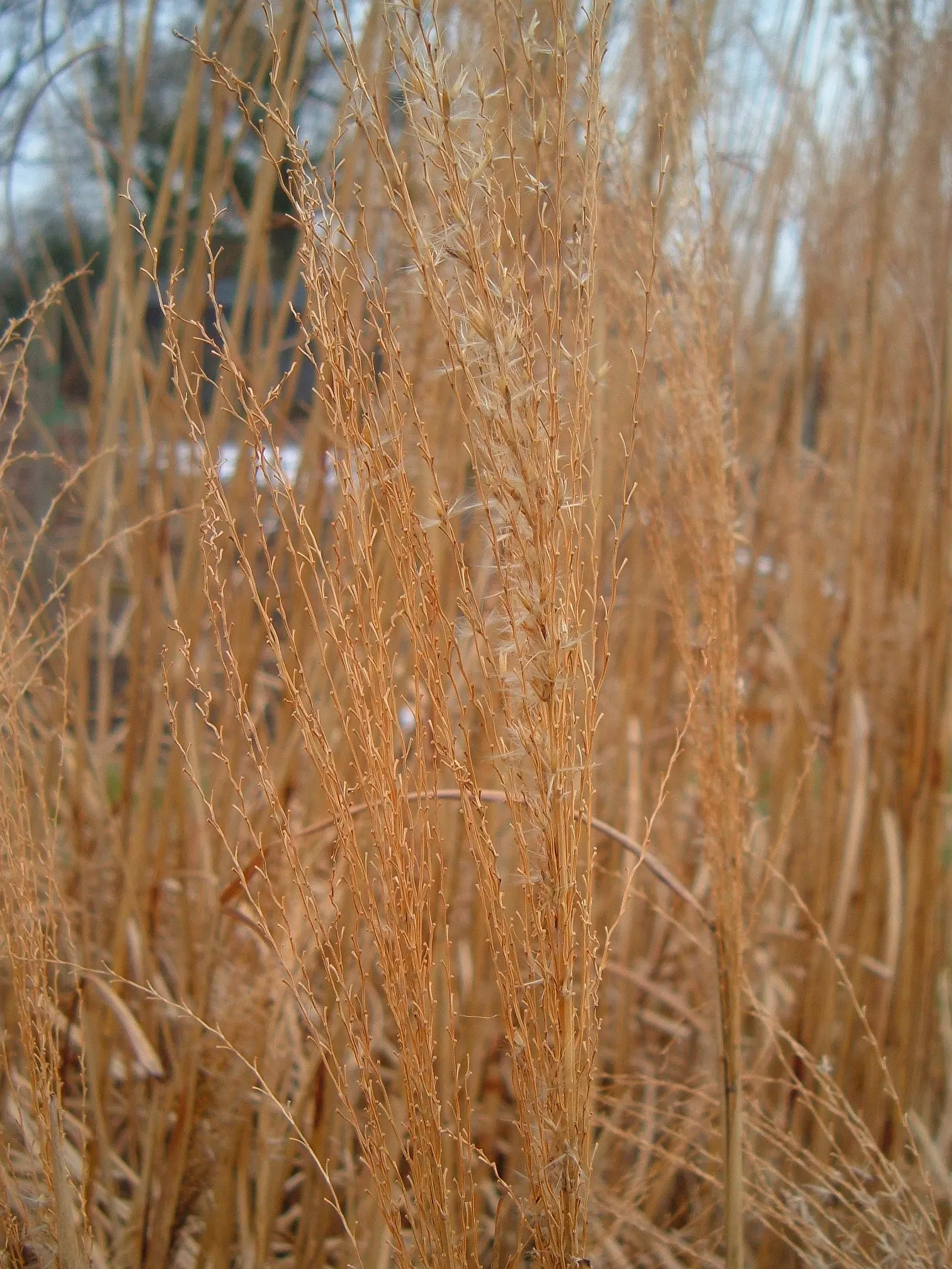Silver Arrow Miscanthus (Miscanthus Sinensis 'Silberfeder') — Hardy in zones 5-9, it thrives in full sun to partial shade and prefers well-drained soil