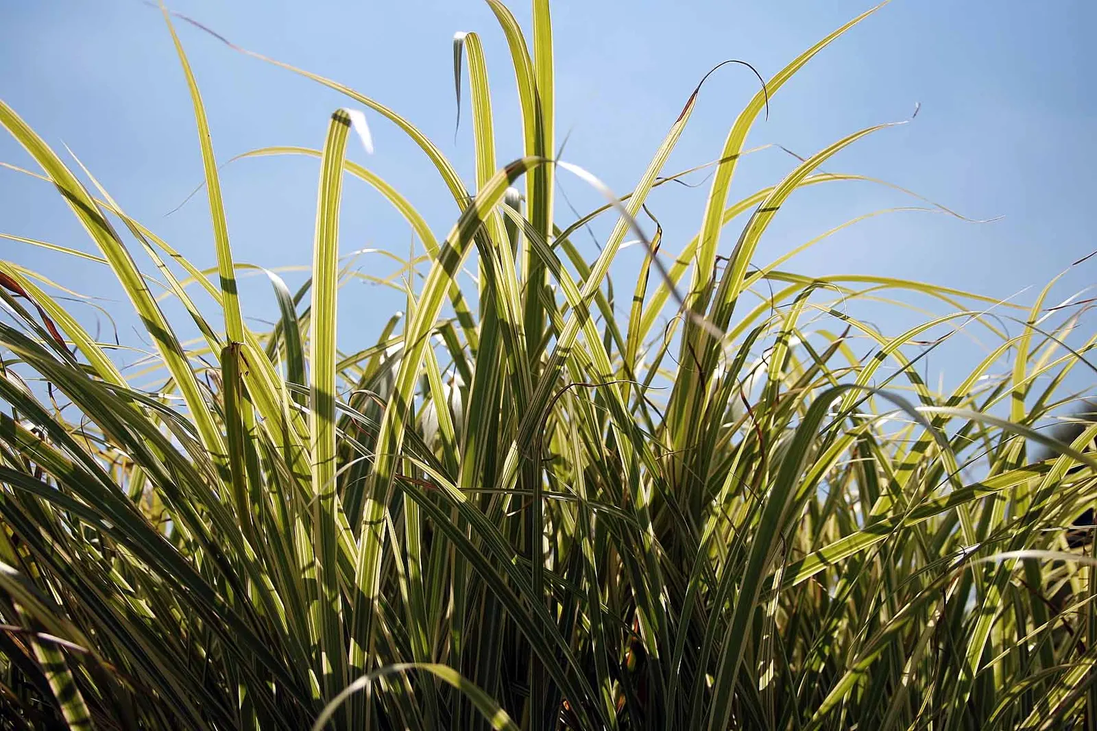 Silver Arrow Miscanthus (Miscanthus Sinensis 'Silberfeder') — Renowned for its feathery silver plumes and fine-textured green foliage