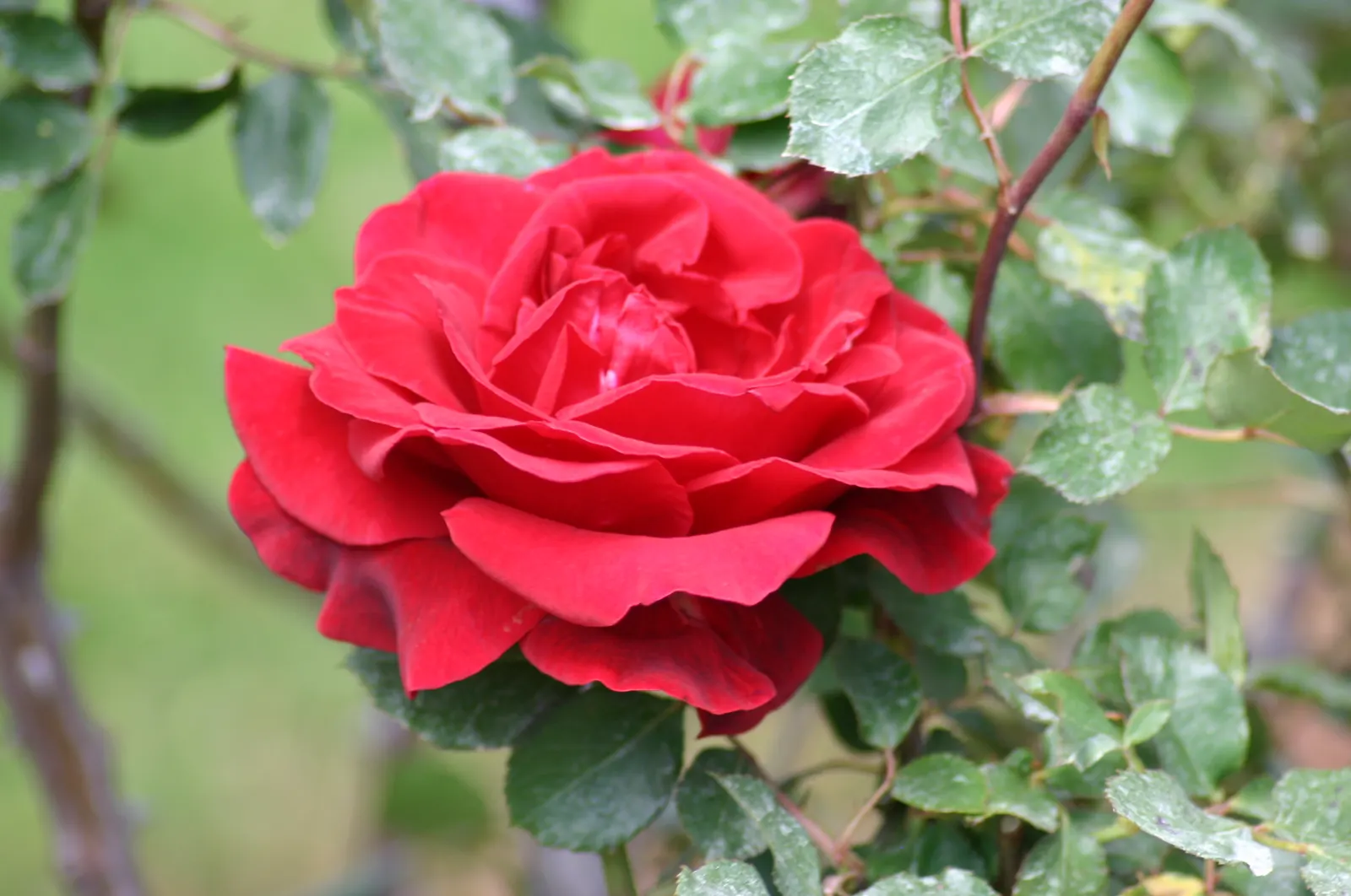Don Juan Climbing Rose (Rosa 'Don Juan') — The Don Juan Climbing Rose, a vigorous cultivar, flourishes in zones 5-10, ascending to heights of 10-12 feet