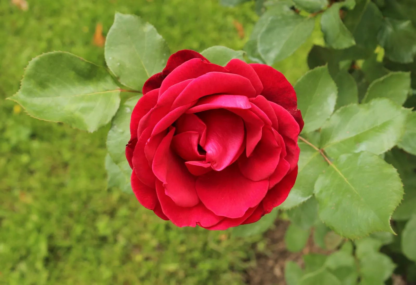 Don Juan Climbing Rose (Rosa 'Don Juan') — Prune in late winter for health and to enhance its spring and summer flowering season