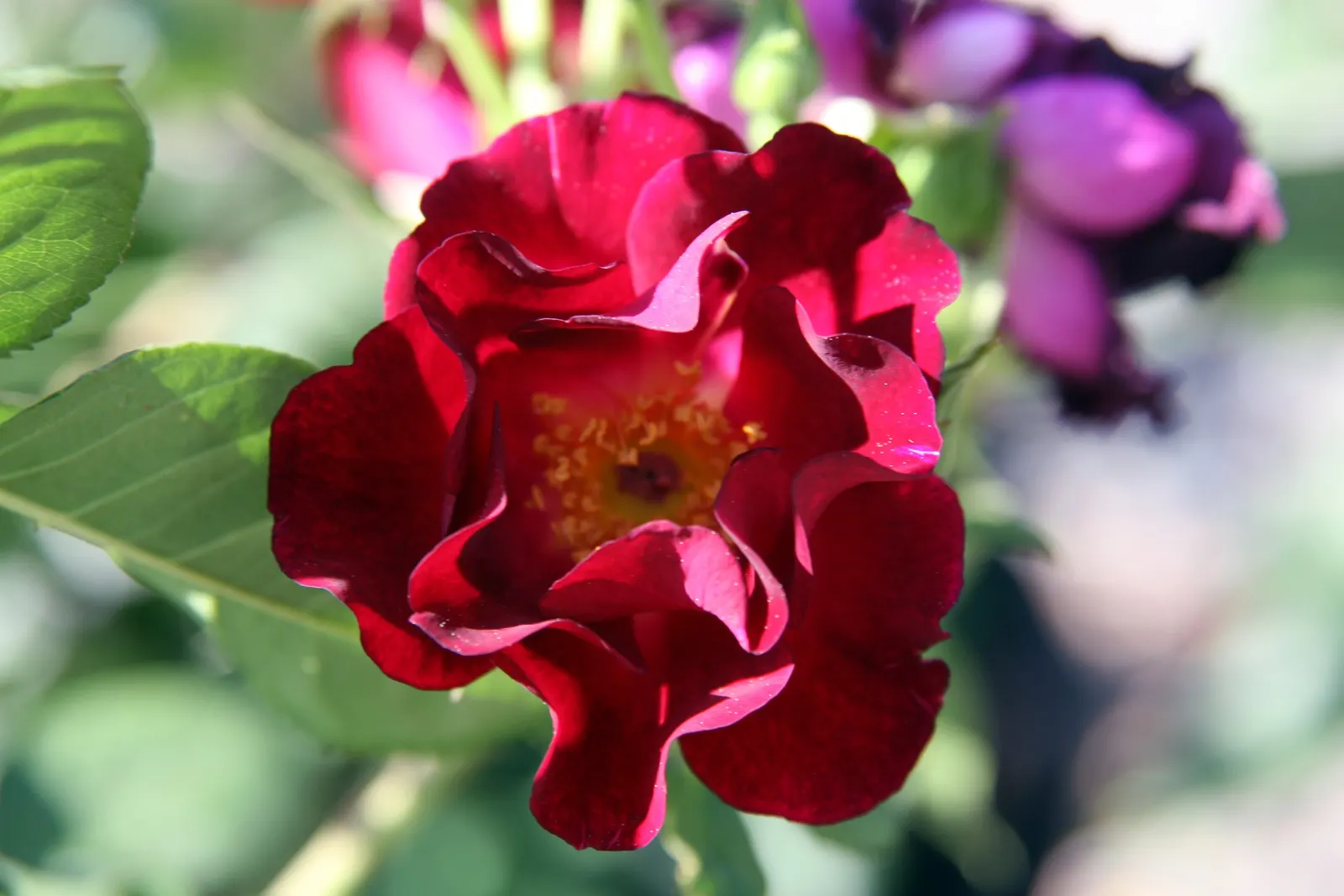 Don Juan Climbing Rose (Rosa 'Don Juan') — Notable for its deep red, velvety blooms and alluring fragrance, it's an ideal choice for trellises and arbors