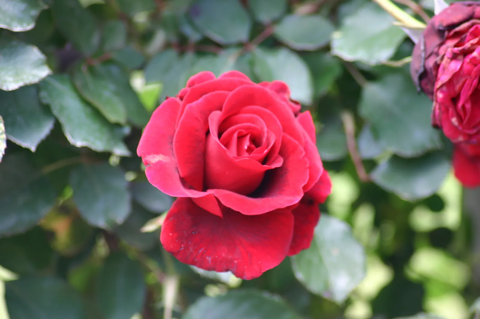 Don Juan Climbing Rose (Rosa 'Don Juan') — The Rosa 'Don Juan' is a highly sought-after climber known for its exceptional beauty and fragrant