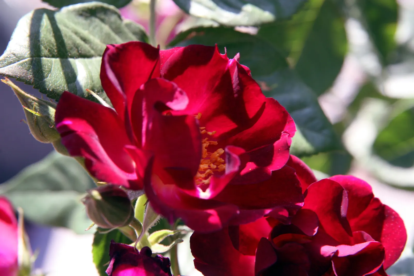 Don Juan Climbing Rose (Rosa 'Don Juan') — Plant in well-drained soil with full sun exposure, spacing about 5 feet apart to accommodate growth