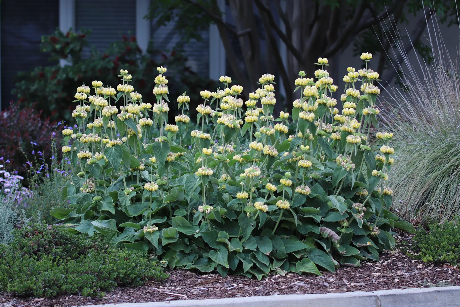 Sticky Jerusalem Sage (Phlomis russeliana) — yellow flowers in the garden; introducing the Phlomis russeliana