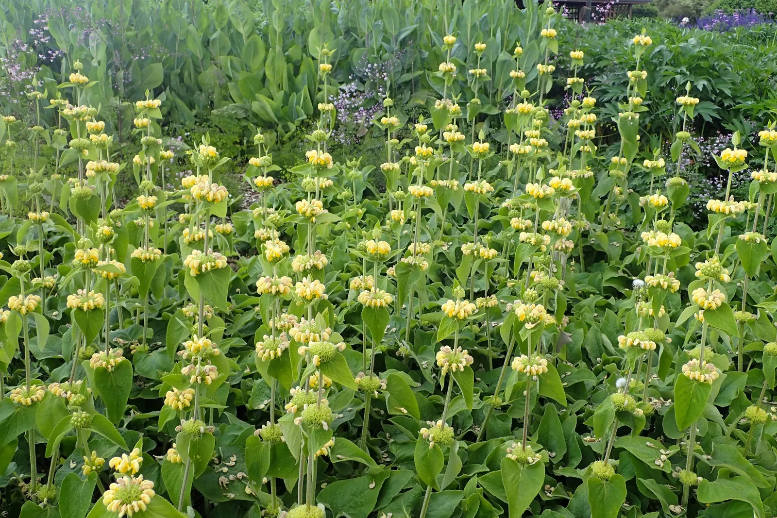 Sticky Jerusalem Sage (Phlomis russeliana) — requiring minimal water and making it suitable for xeriscaping