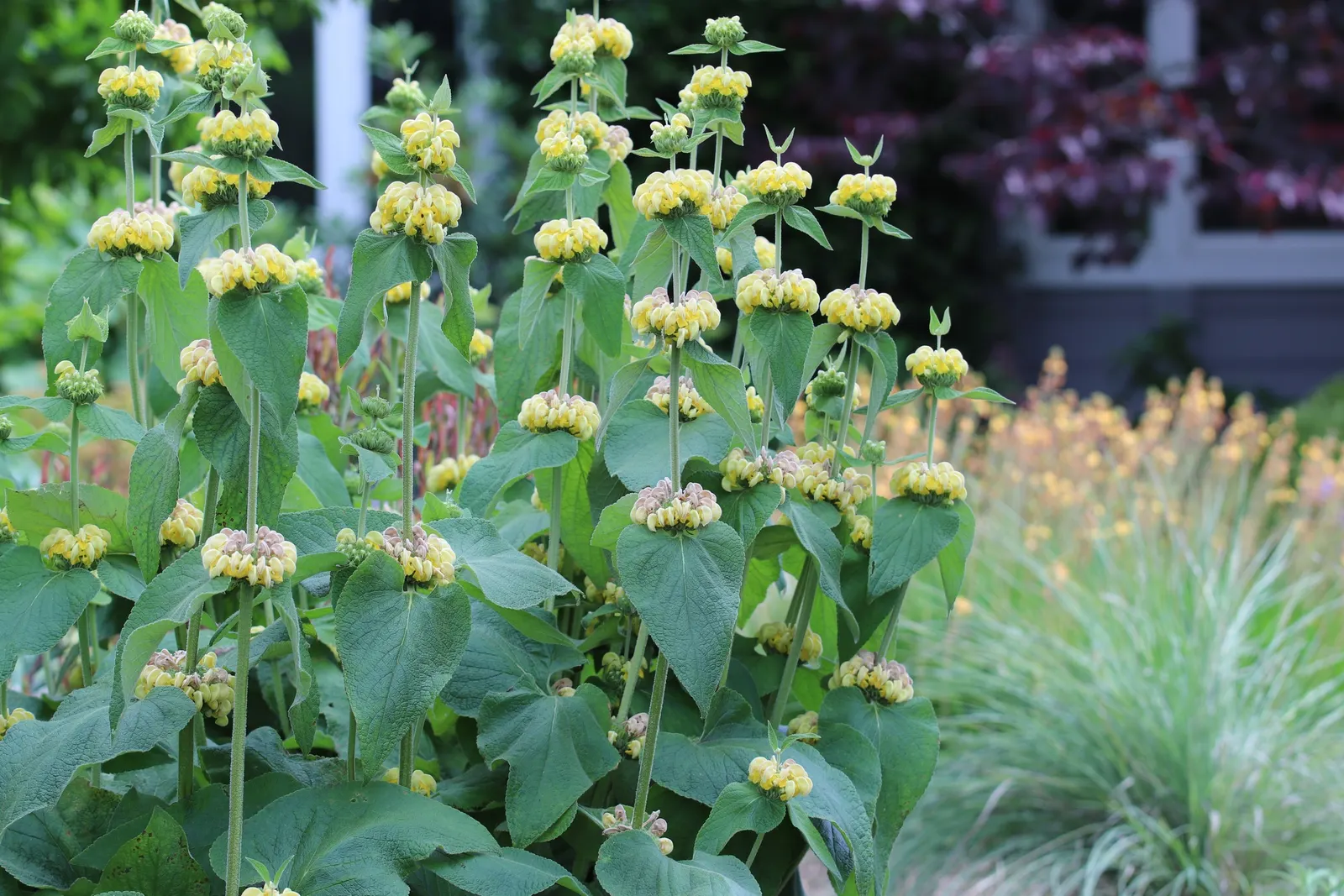 Sticky Jerusalem Sage (Phlomis russeliana) — The Sticky Jerusalem Sage can reach heights of approximately 3 to 4 feet and spreads to around 2 to 3 feet; the