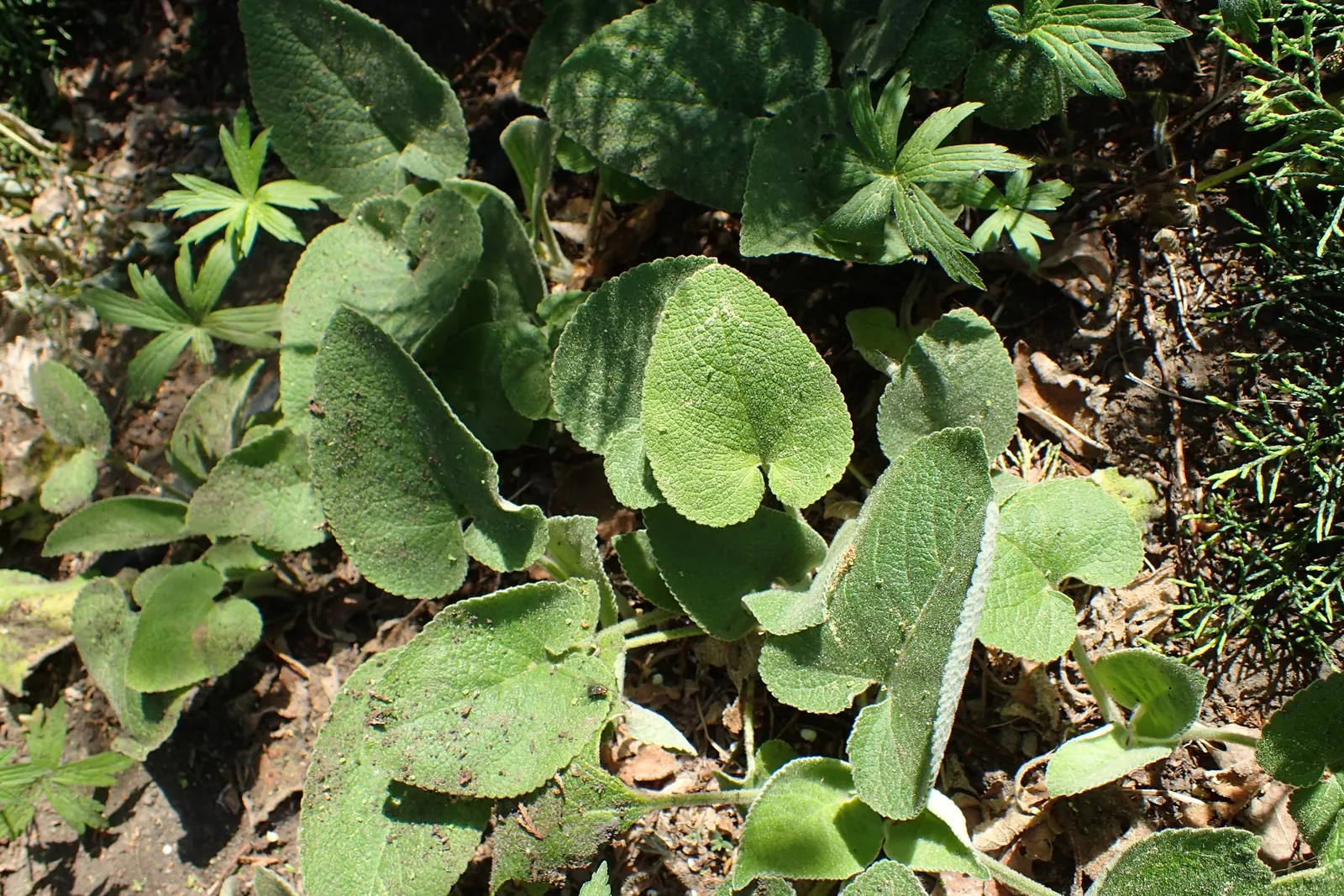 Sticky Jerusalem Sage (Phlomis russeliana) — Drought-tolerant and deer-resistant