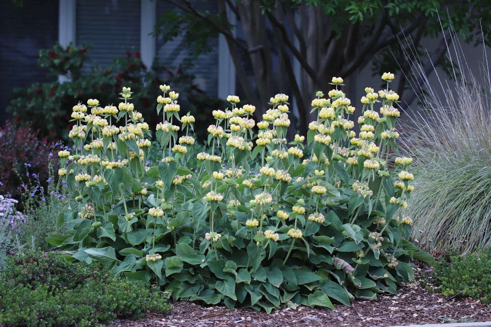 Sticky Jerusalem Sage (Phlomis russeliana) — commonly known as Sticky Jerusalem Sage; thriving in zones 5-9, it reaches up to 3-4 feet in height and spreads