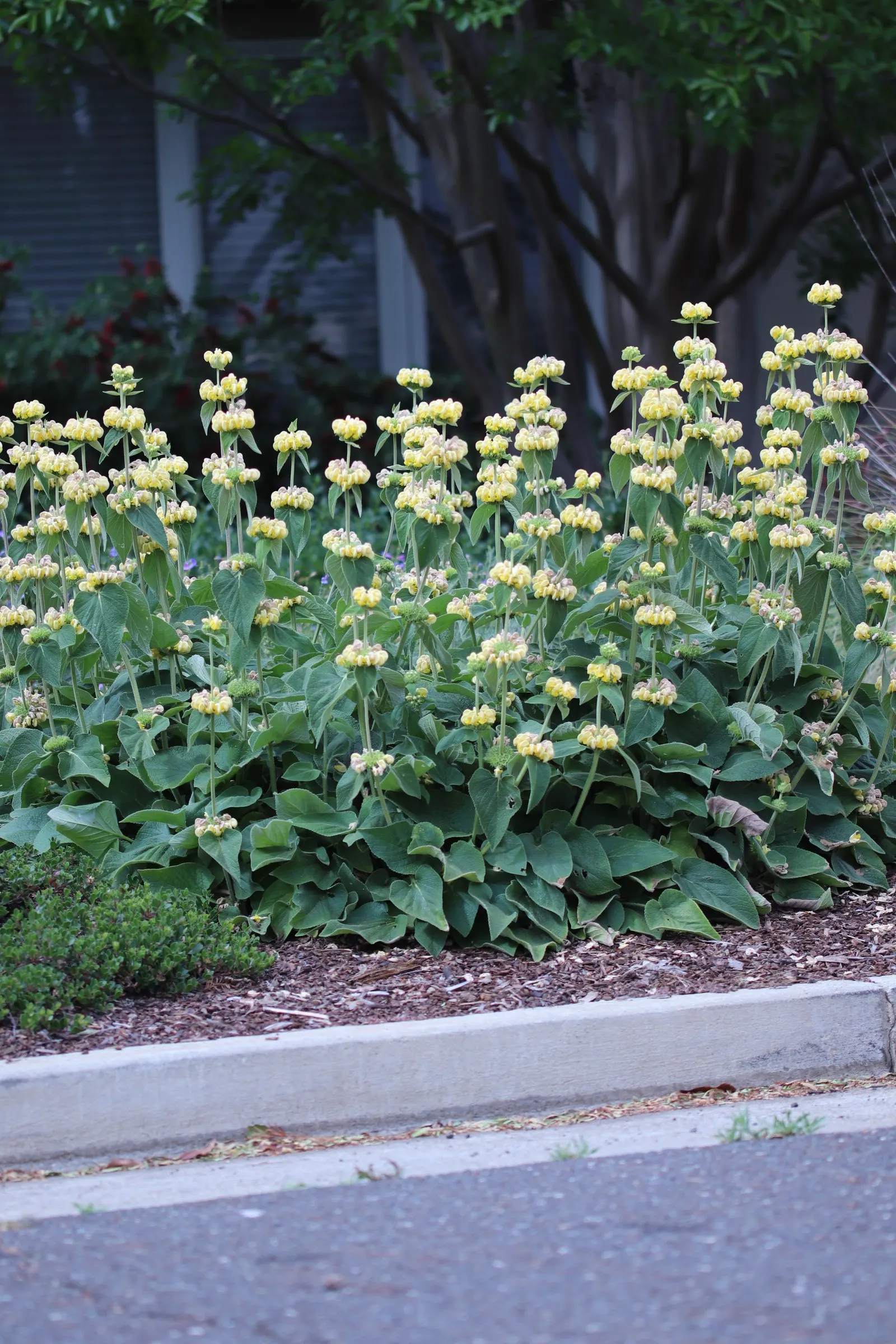 Sticky Jerusalem Sage (Phlomis russeliana) — is a robust perennial with woolly; the Sticky Jerusalem Sage can reach heights of approximately 3 to 4, image 54