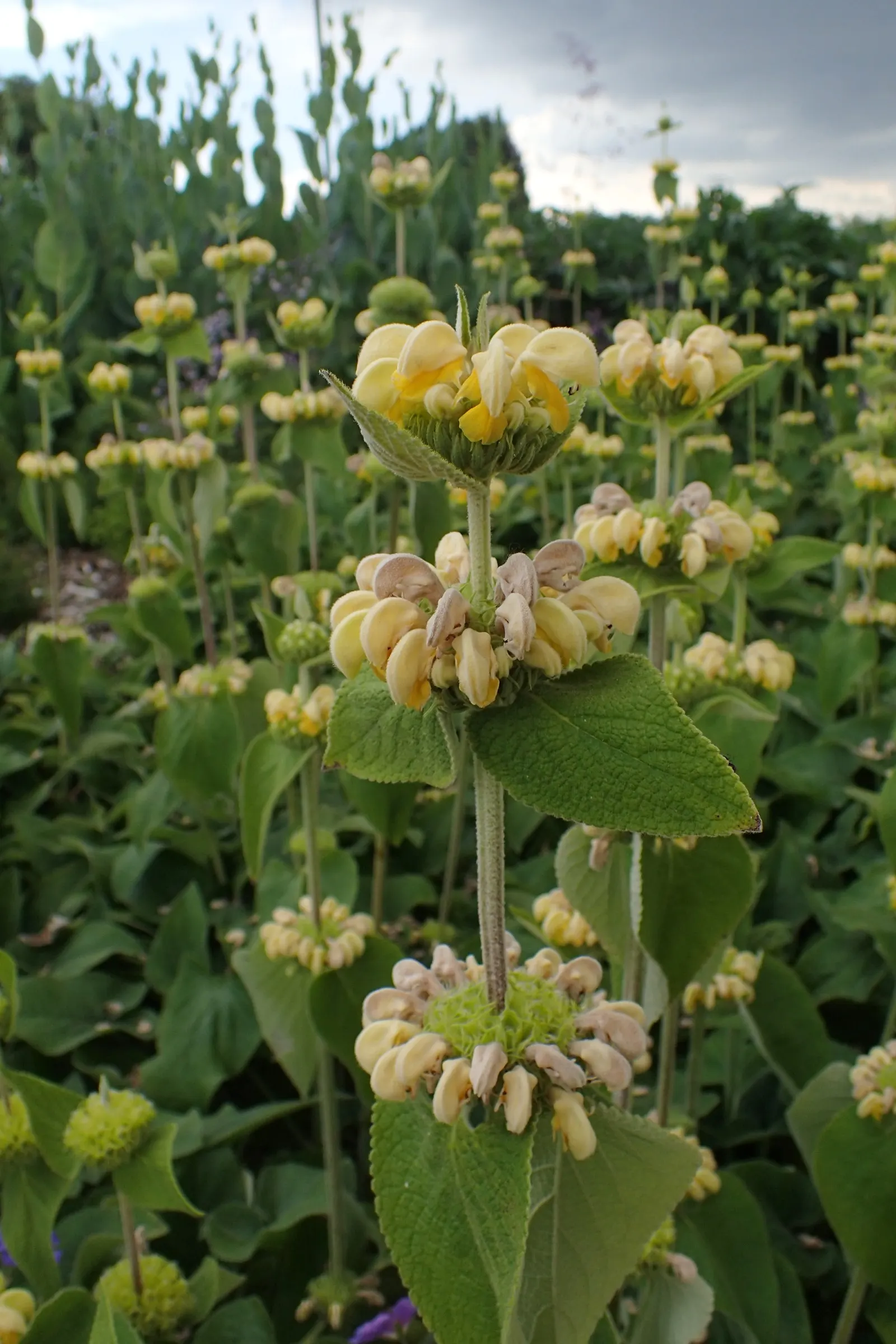 Sticky Jerusalem Sage (Phlomis russeliana) — adding a dynamic layer of interactivity to the garden space.<br><br>The foliage is equally impressive