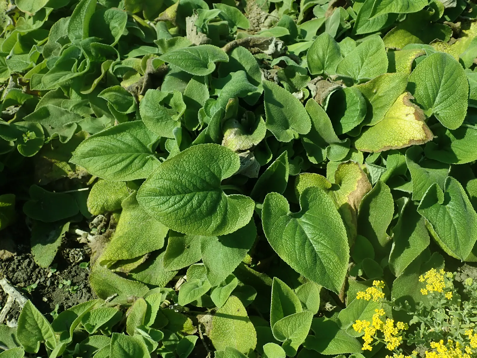Sticky Jerusalem Sage (Phlomis russeliana) — heart-shaped leaves and captivating whorls of yellow; the leaves are slightly sticky to the touch, image 55