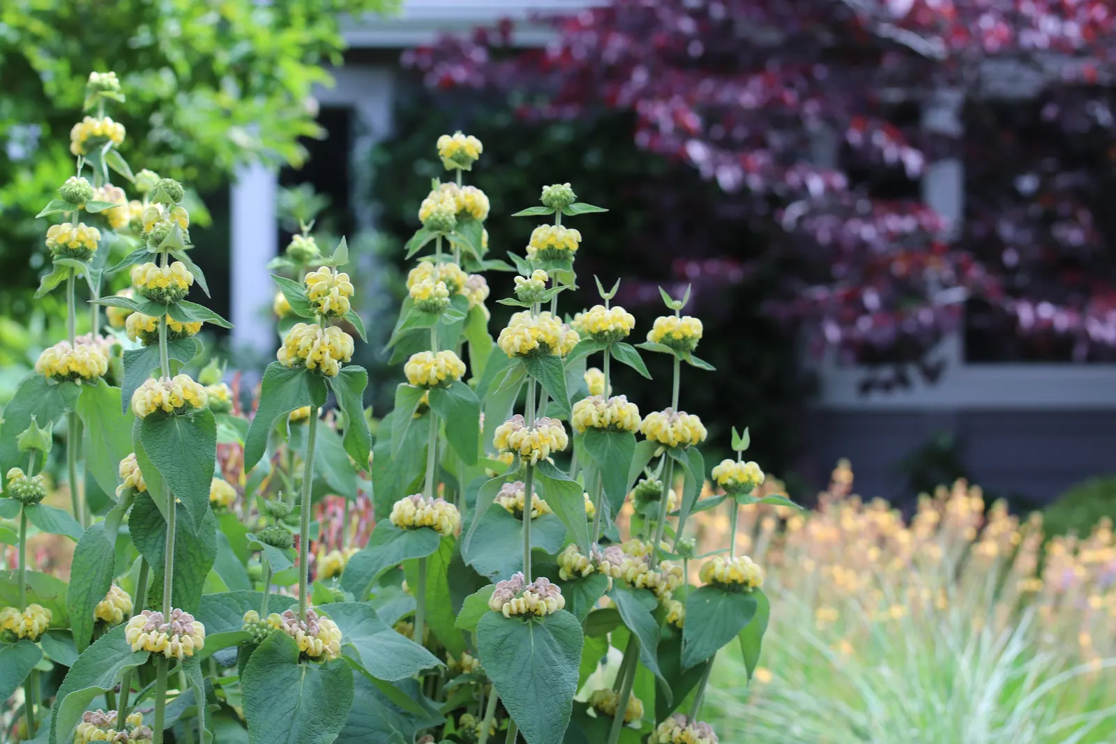 Sticky Jerusalem Sage (Phlomis russeliana) — commonly referred to as the Sticky Jerusalem Sage; adding a dynamic layer of interactivity to the garden