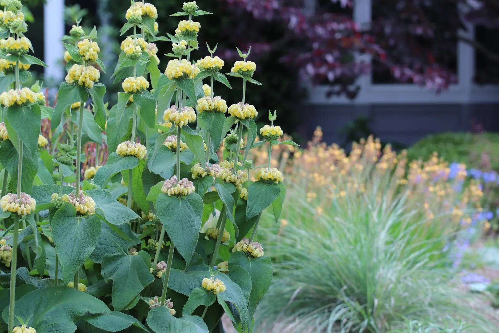 Sticky Jerusalem Sage (Phlomis russeliana) — These flowers are a magnet for pollinators like bees and butterflies; featuring a rich sage green color