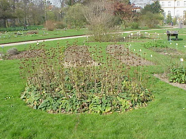 Sticky Jerusalem Sage (Phlomis russeliana) — commonly referred to as the Sticky Jerusalem Sage