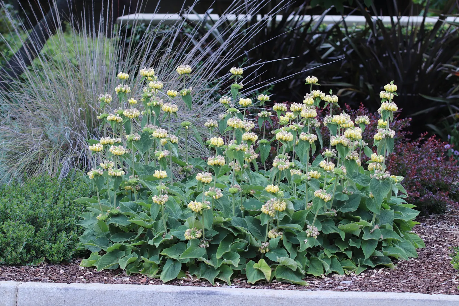 Sticky Jerusalem Sage (Phlomis russeliana) — pruning is often reserved for early spring to make way for new growth