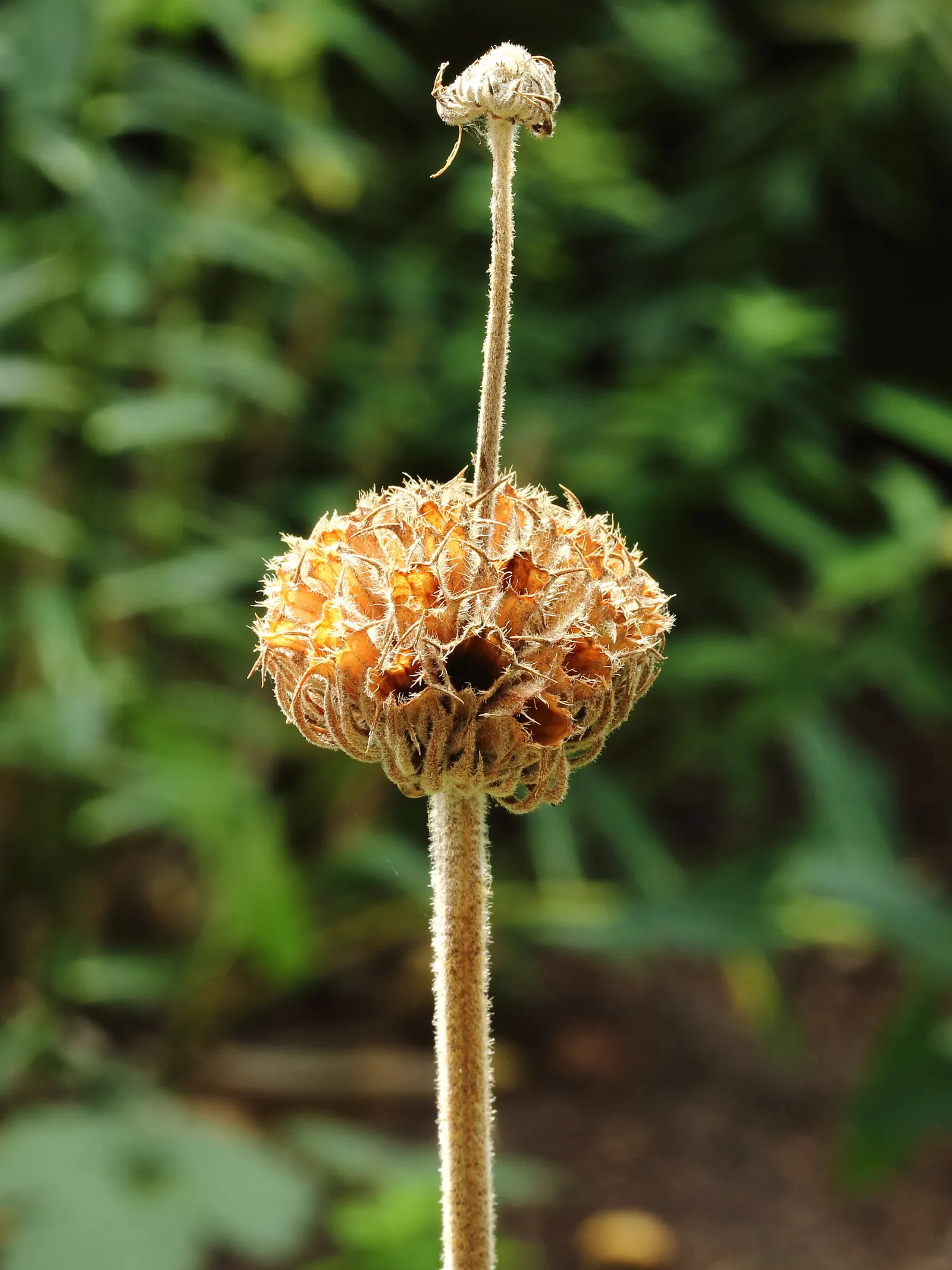 Sticky Jerusalem Sage (Phlomis russeliana) — it provides excellent texture and vertical interest in xeriscapes or Mediterranean gardens; requiring minimal
