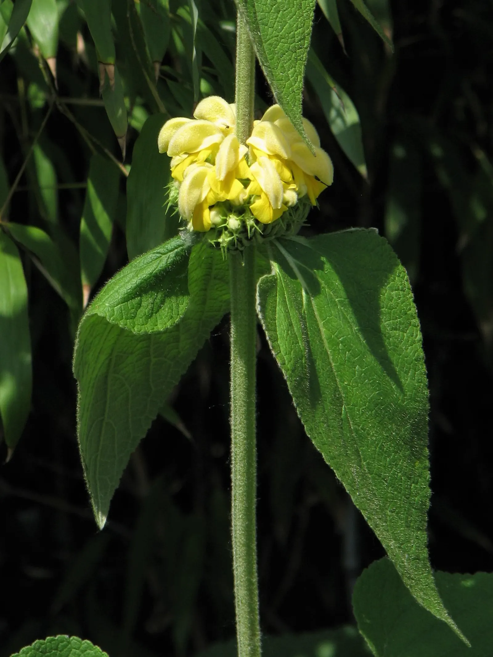 Sticky Jerusalem Sage (Phlomis russeliana) — This plant's coarse-textured foliage provides an excellent contrast to finer-leaved plants