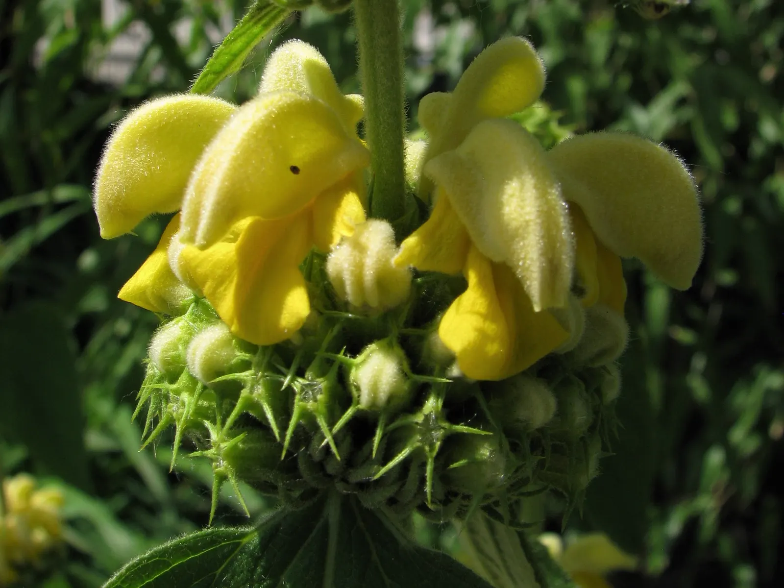 Sticky Jerusalem Sage (Phlomis russeliana) — Adaptable to various soils, it prefers full sun to partial shade