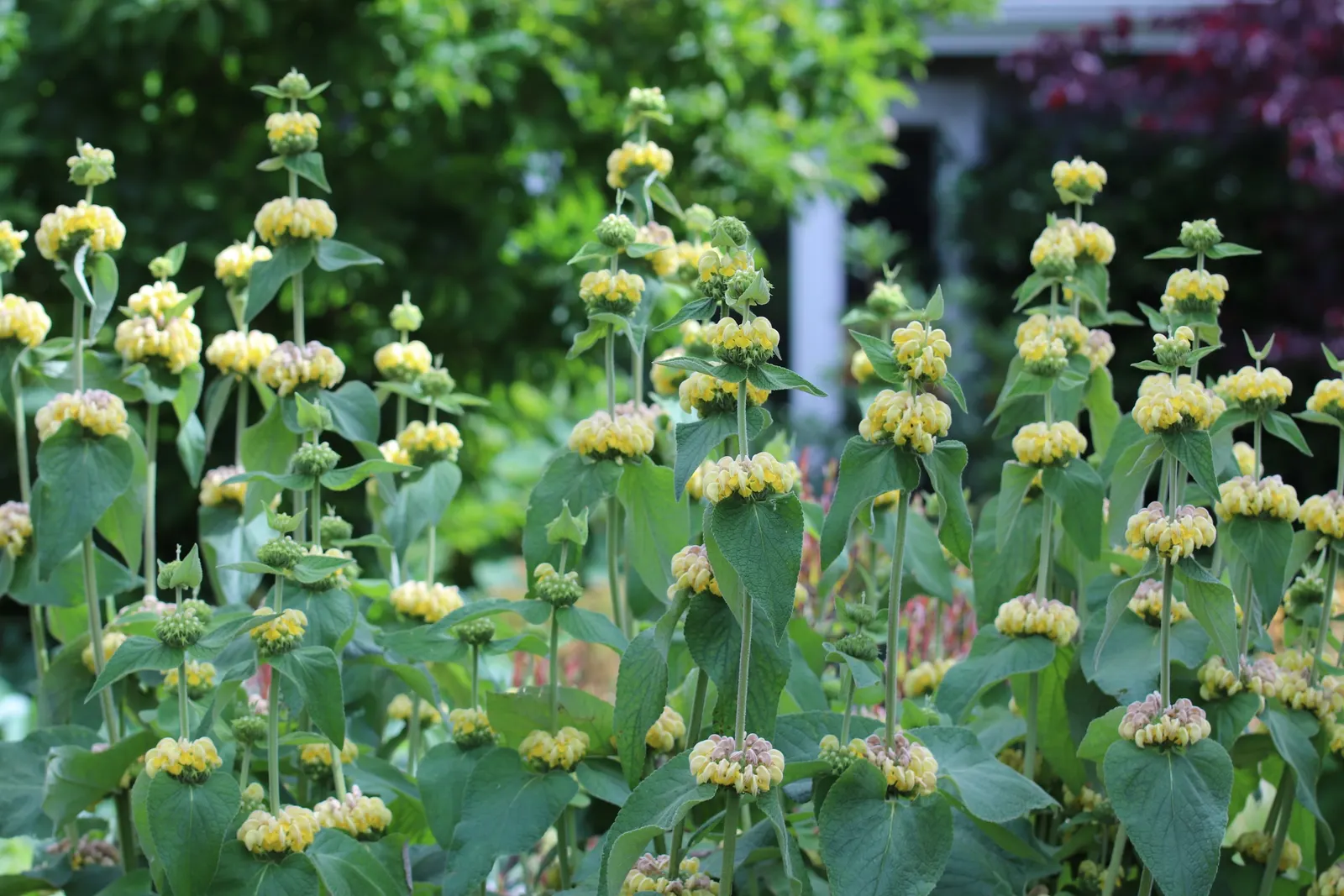 Sticky Jerusalem Sage (Phlomis russeliana) — Introducing the Phlomis russeliana